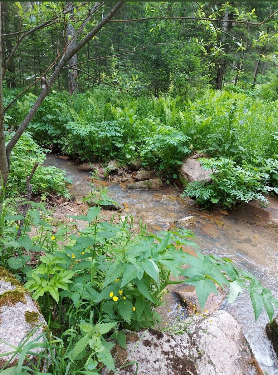 Ручей Шишы.