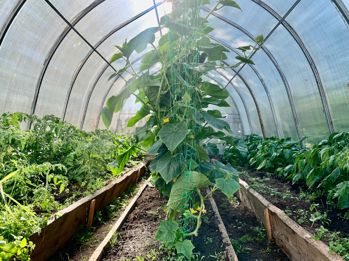 В этом году грядку для огурцов расположили посередине, очень нравится. Удобно.