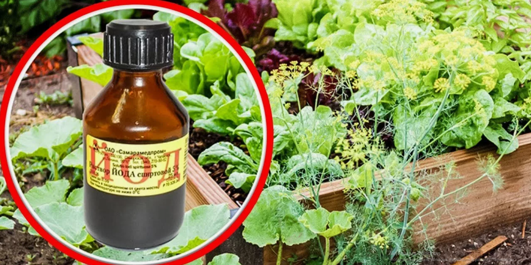 Фитофтора, гниль, тля — как йод спасает весь сад
