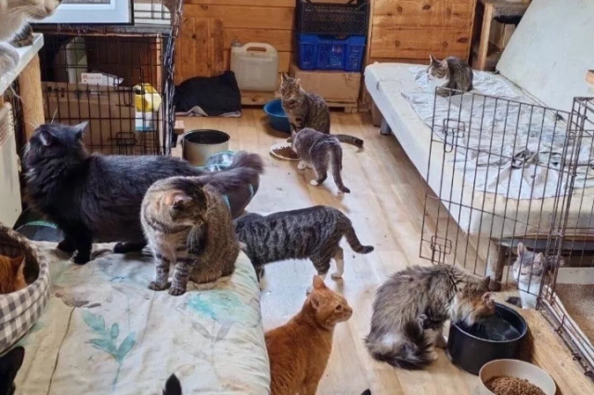    На окраинах Петербурга появятся два госприюта для кошек и собак