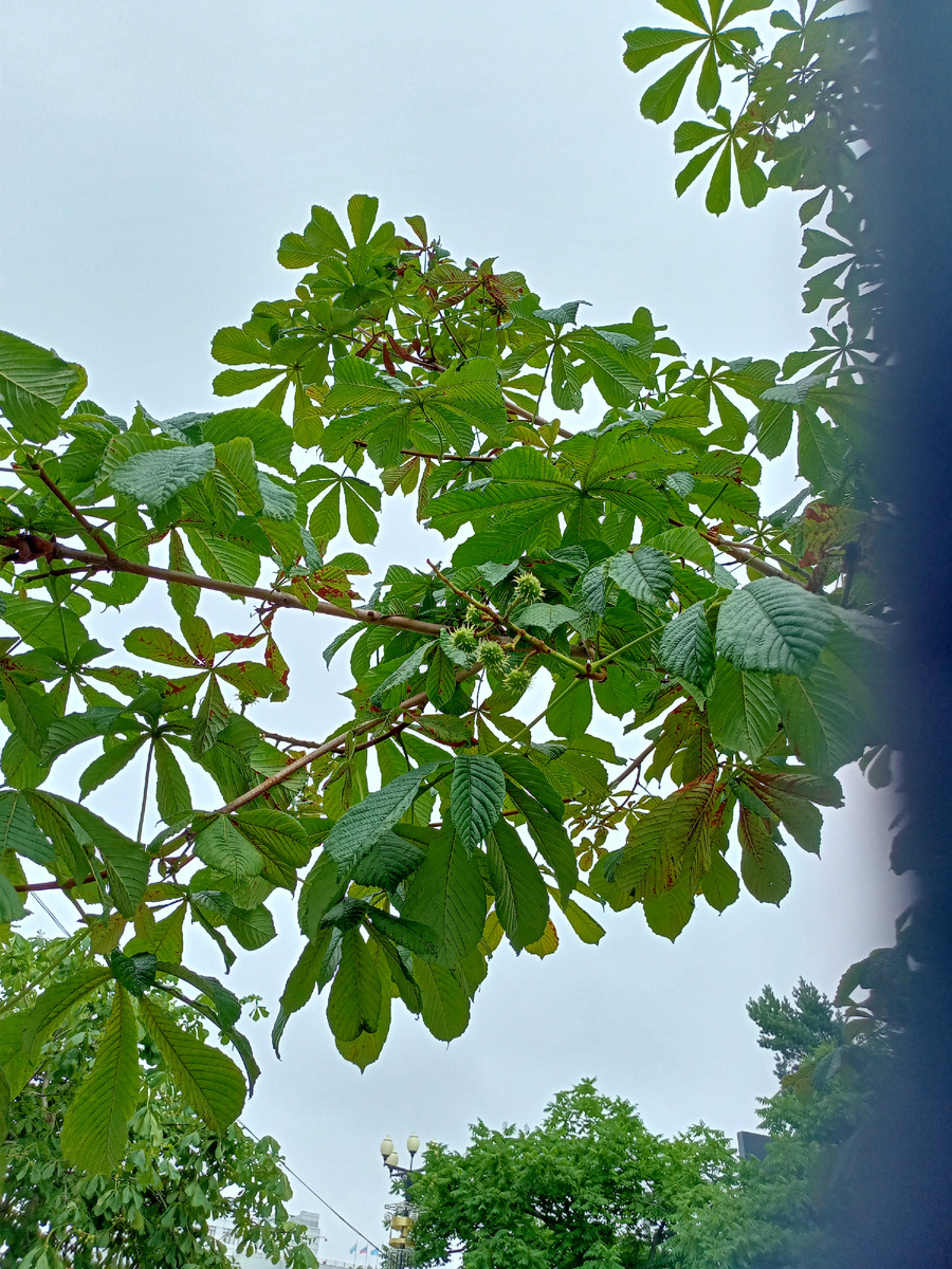 Мне даже  каштан встретился