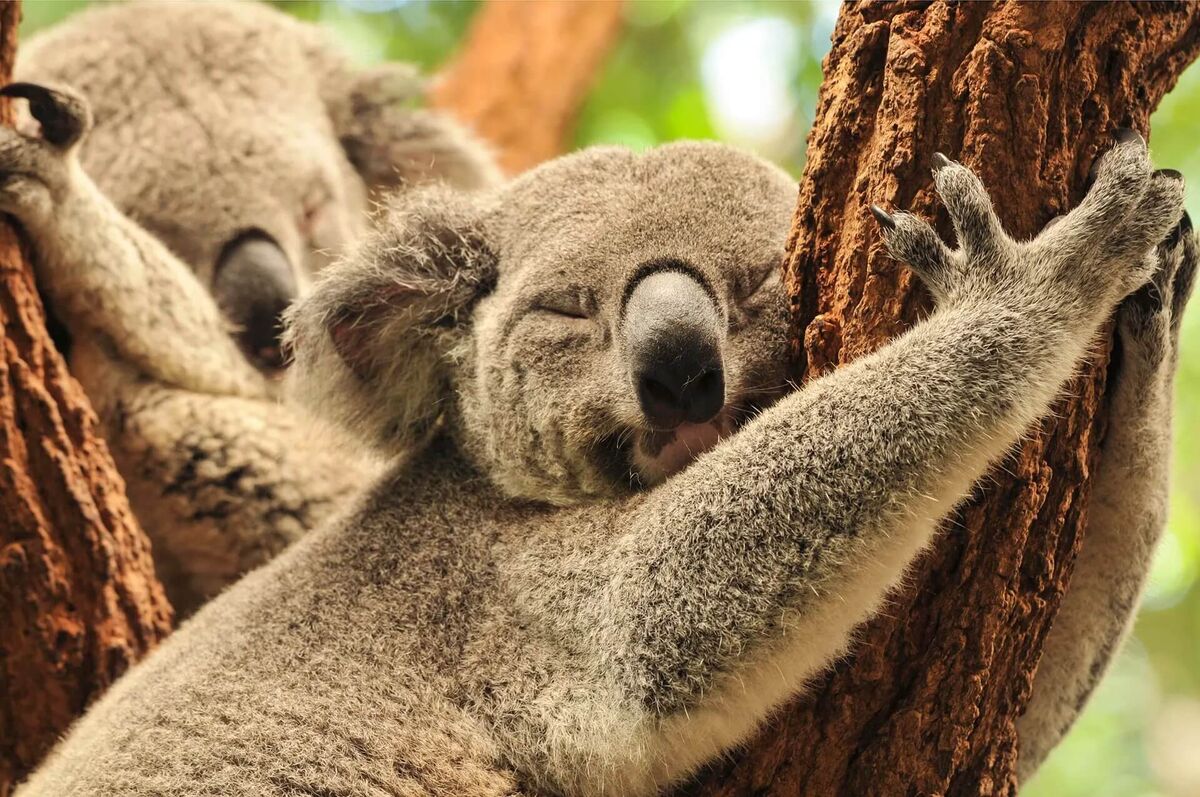    Кажется, что коалы — чемпионы по лени. Они спят почти всё время, выглядывают из ветвей только чтобы поесть и снова задремать. Источник изображения: wires.org.au