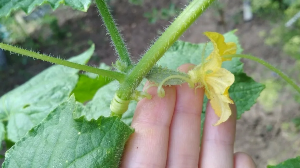 завязь огурца