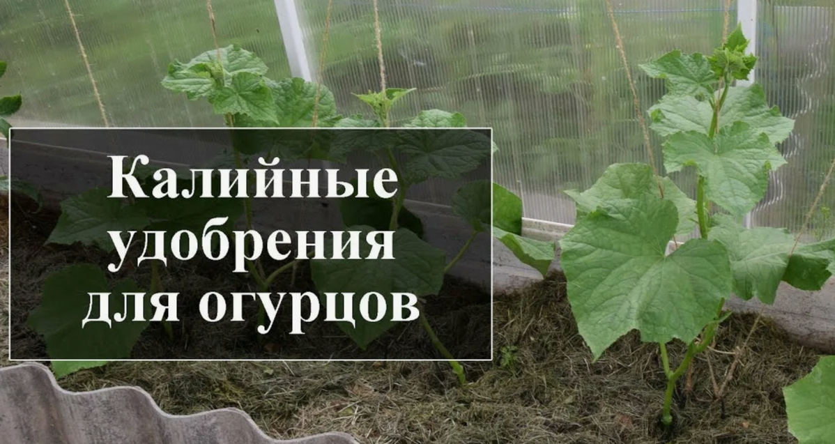 калийные удобрения для огурцов