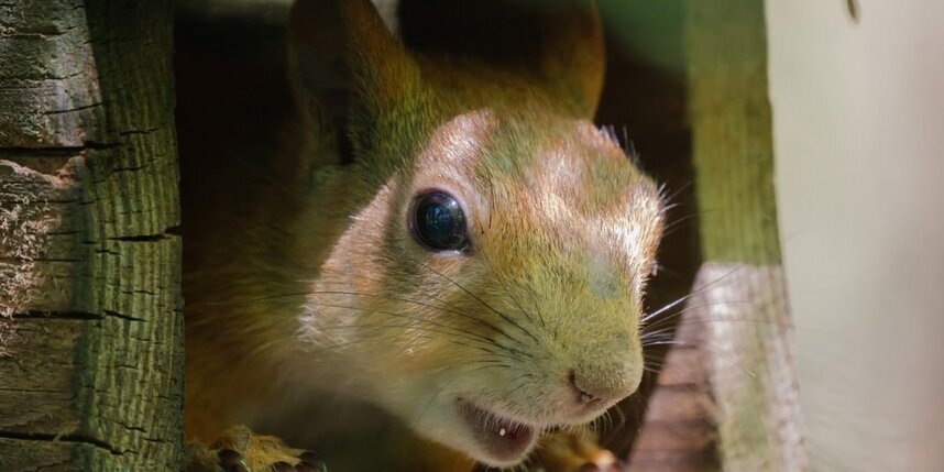    Алена Бобрович