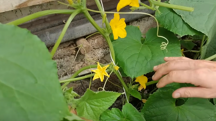 Так выглядели мои огурцы 18 июля - искривленные плоды и пустоцветы вместо нормального урожая