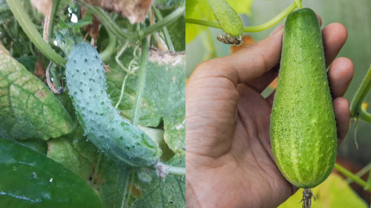 Разные формы искривления плодов указывают на конкретные проблемы питания