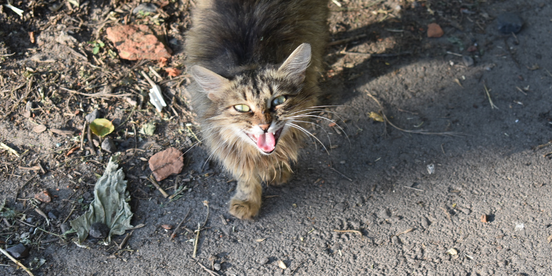 Кошка, брошенная возле теплотрассы, кричала криком, в надежде на помощь.