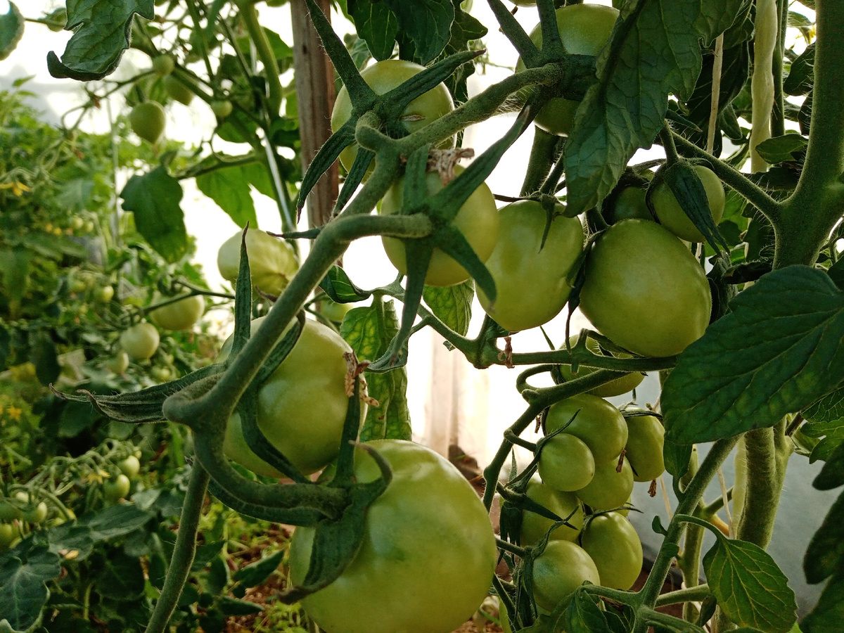 томат Талисман в июле/фото автора 