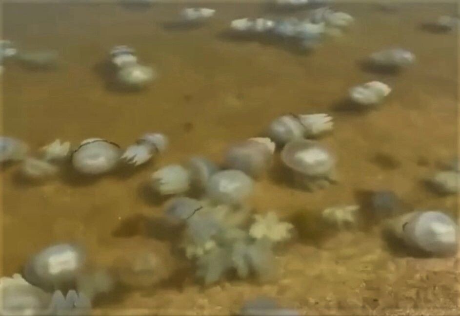     / Источник: Кадр из видео