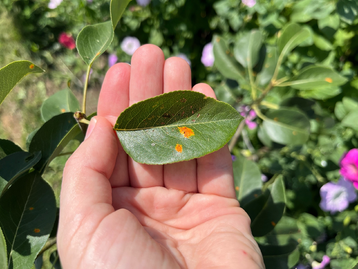 да, я знаю, что это груша. все что написано в статье подходит и для груши. а фото с ржавчиной было только такое