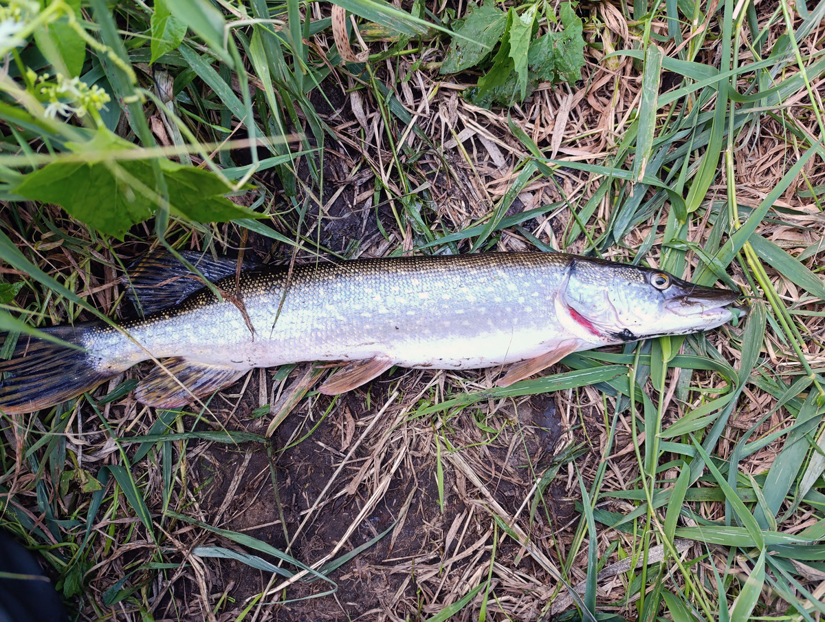 Щука на 1400 грамм