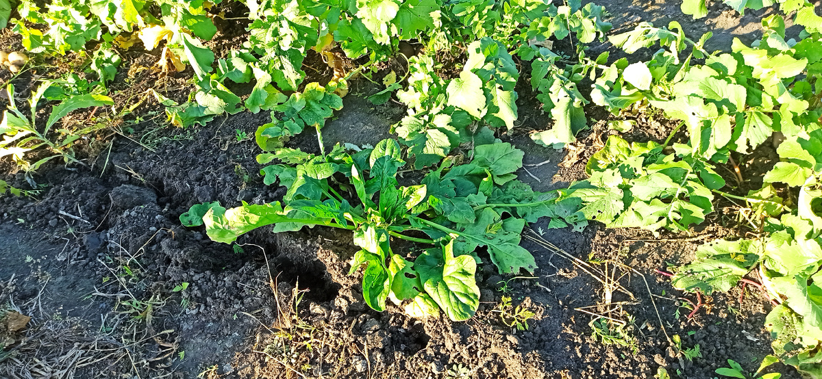 и такой "сорняк" есть