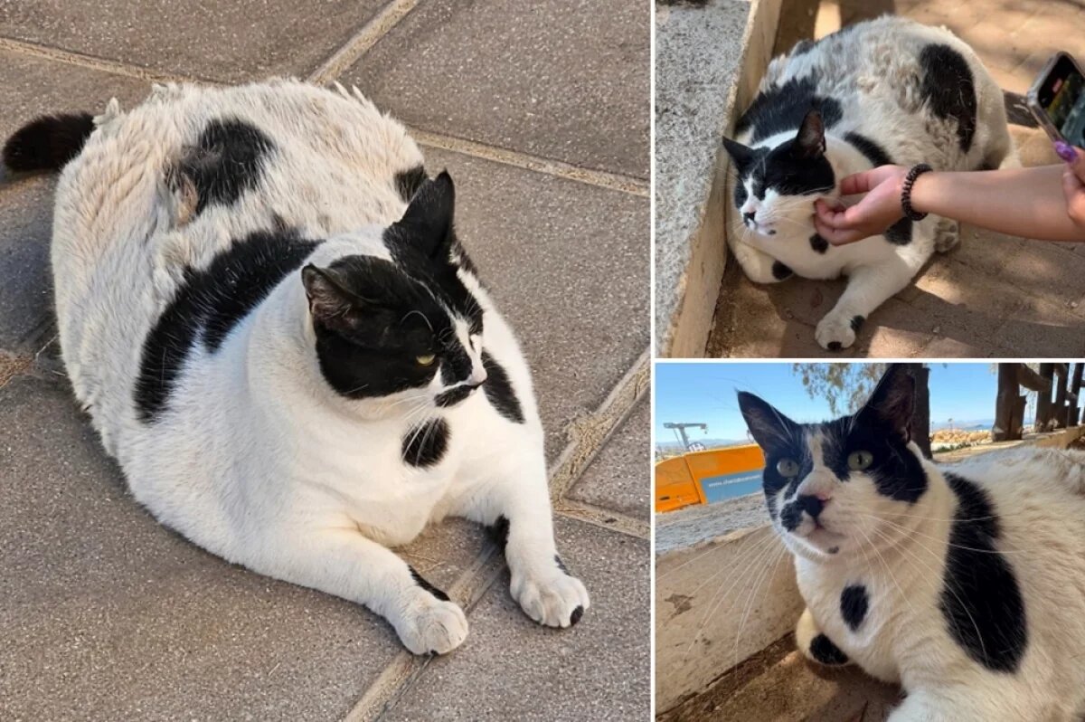    Кот Чонкус с острова Крит.