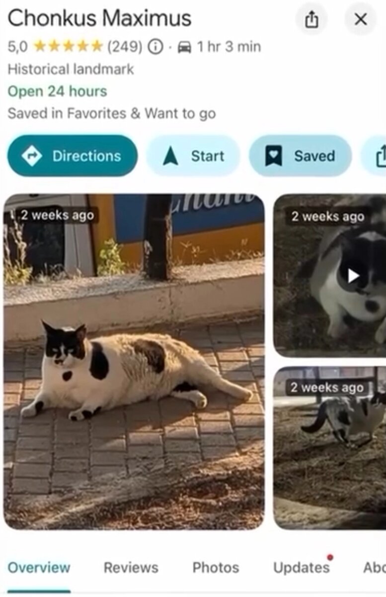    Chonkus Maximus (Чонкус Максимус). Фото: соцсети