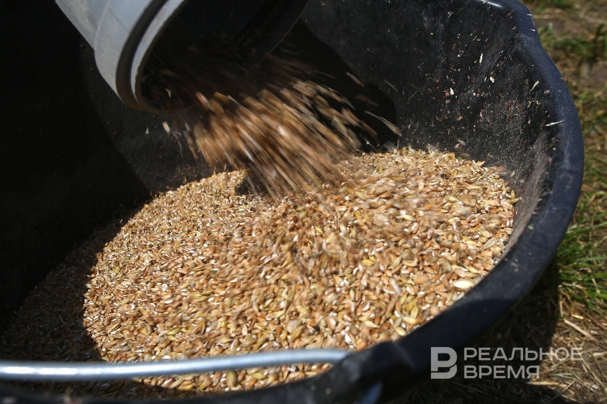   Роман Хасаев / realnoevremya.ru