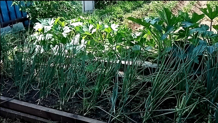 лук- севок в июле /фото автора