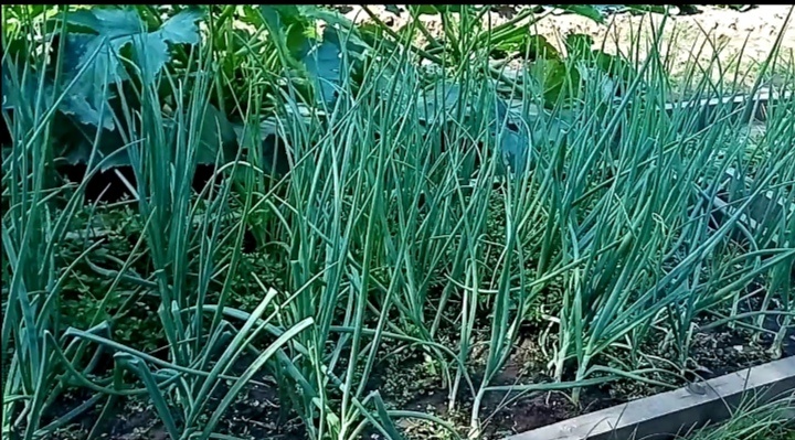 лук июль/фото автора