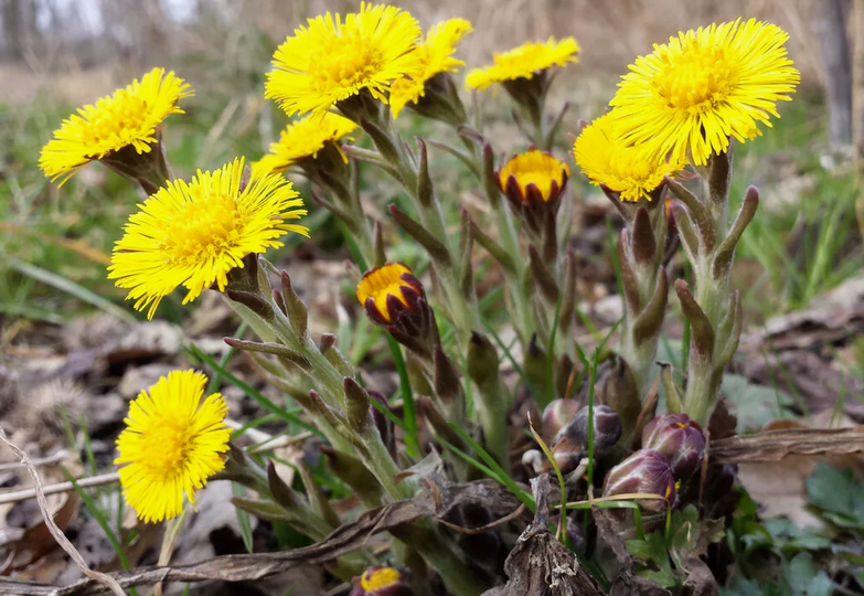 Мать-и-мачеха и её невероятные свойства