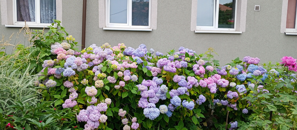 Гортензии и розы посто сногсшибательны, а запах - с ума сойти...