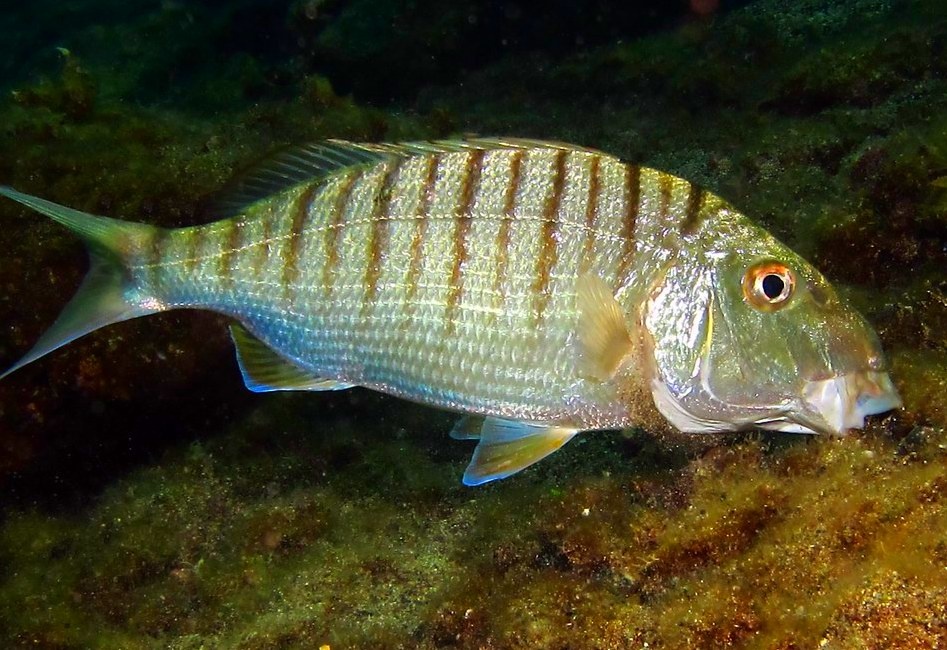 Атлантический землерой