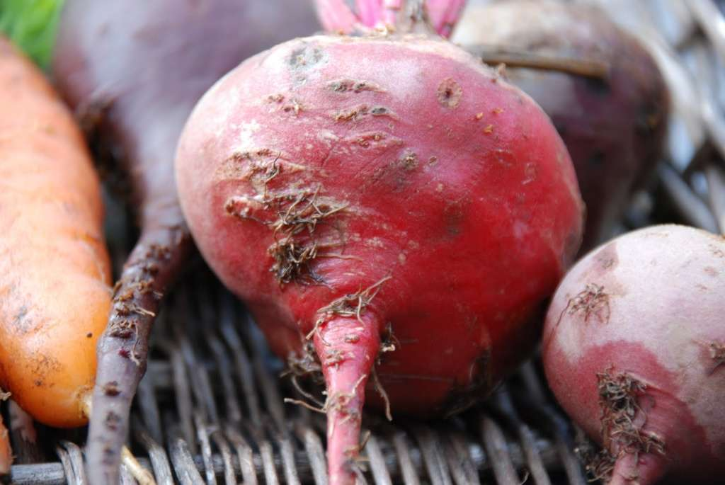 Паршивая свёкла - большое разочарование любого огородника. 