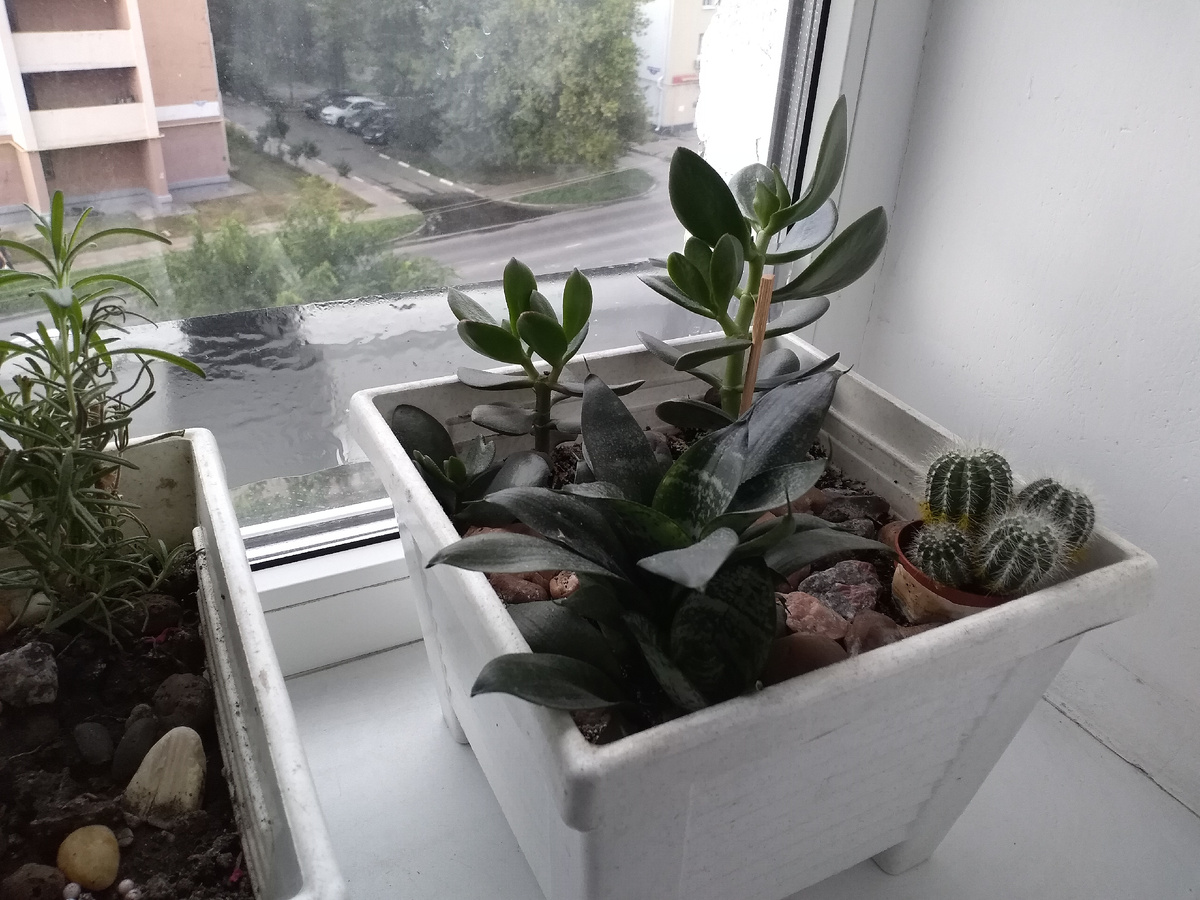 На задний план планирую посадить длинную полосатую сансивьеру. Кактусов пока мало, они будут тоже потом жить вместе со своими друзьями, а денежного дерева у меня два. Одно будет расти как захочет, а из второго хочу попробовать сделать бонсай.