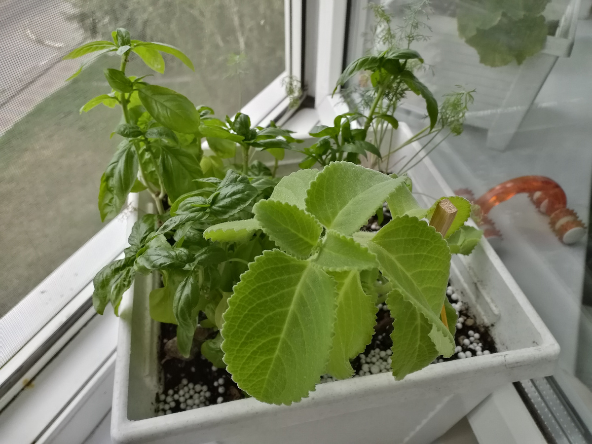 В этом горшке у меня огород. Домашняя мята только входит в силу. А базилик - никак не растёт. Второй урожай. Первый был с крупными листьями и все соцветия ушли на украшение салата на день рождения в конце июня. Укроп кучерявый расти в горшке не хочет.