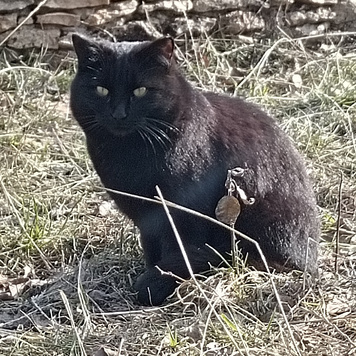 Красавец Мишка Бегимот, булгаковский кот, даже характер такой же