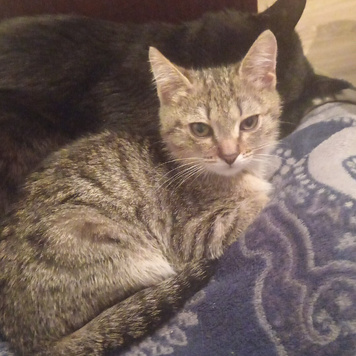 Наш масик Макс Швондер