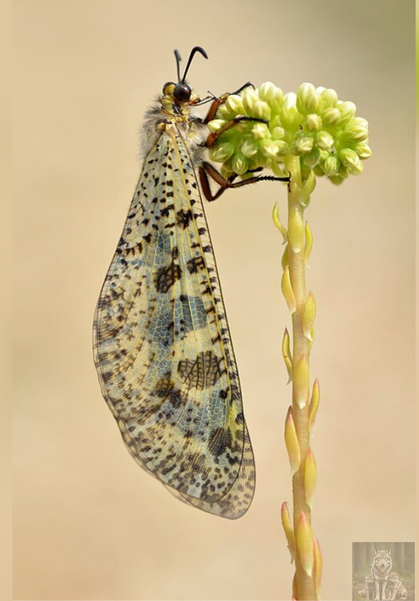 Взрослая особь