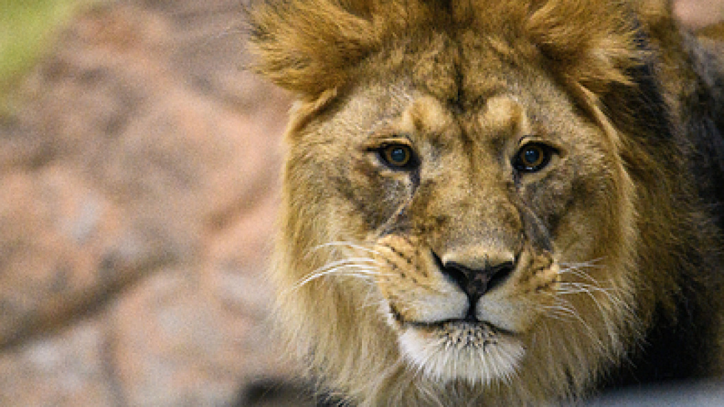    Ilya Moskovets/Globallookpress