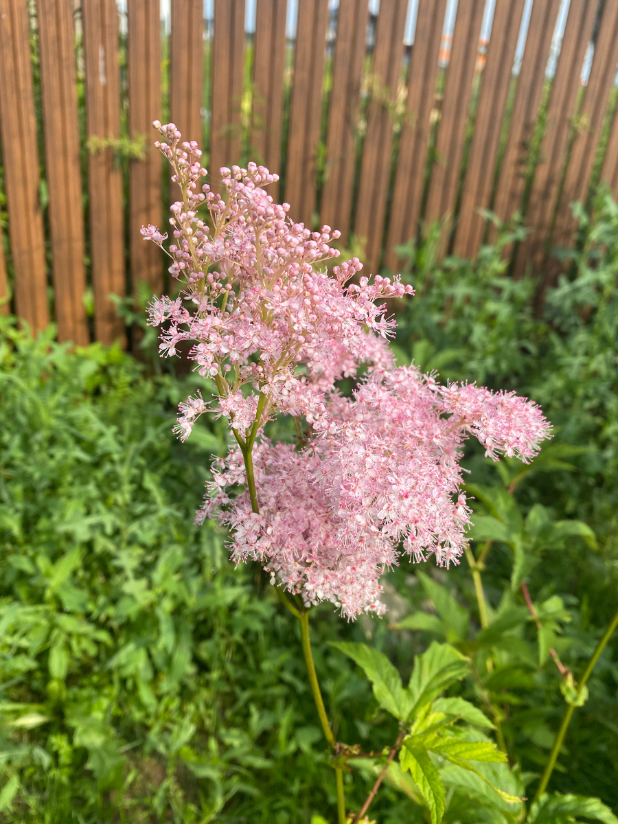 Лабазник розовый, фото автора