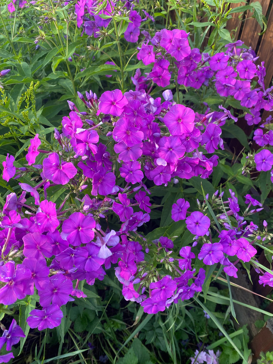 Флоксы, фото автора