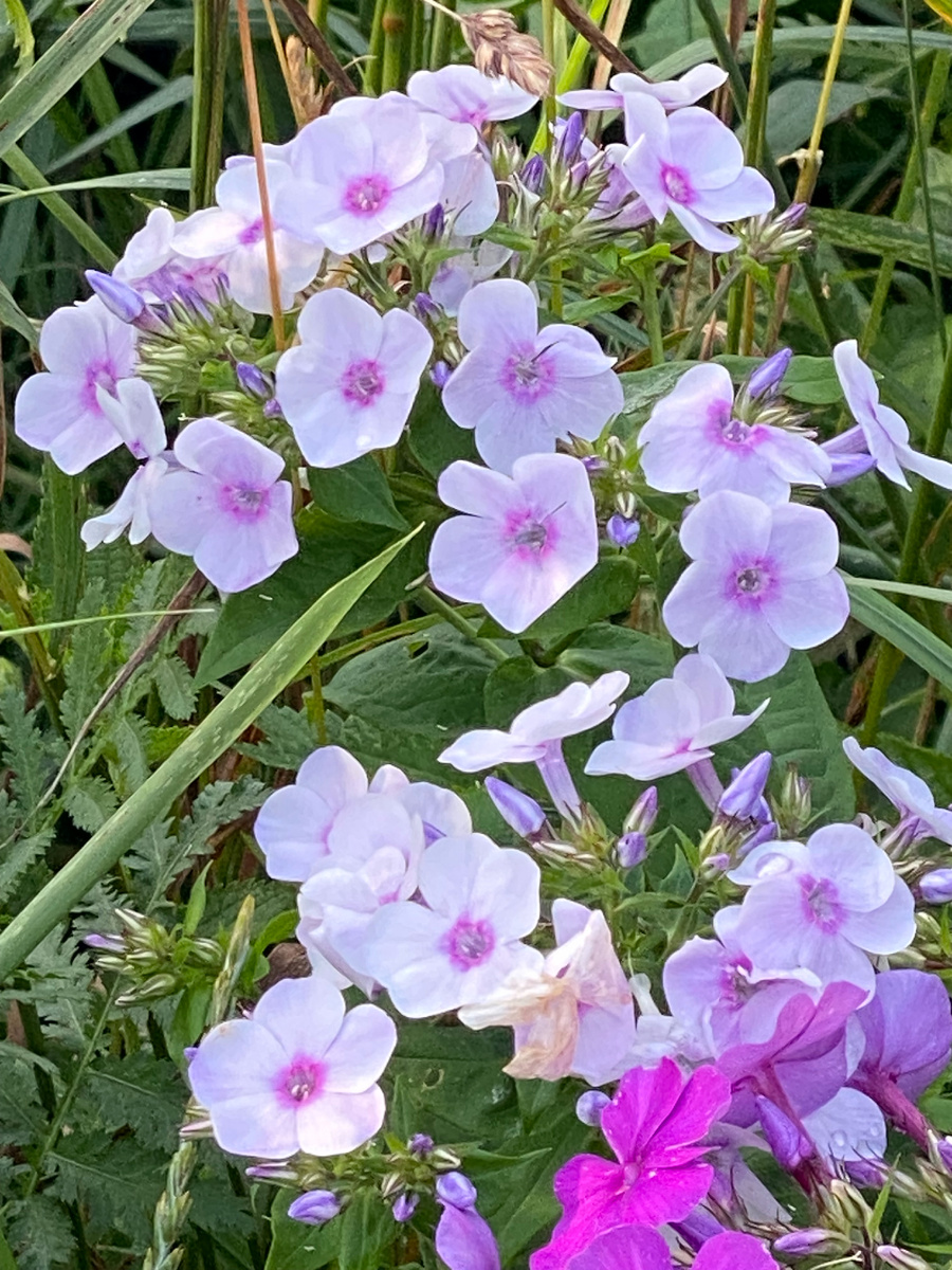 флоксы, фото автора