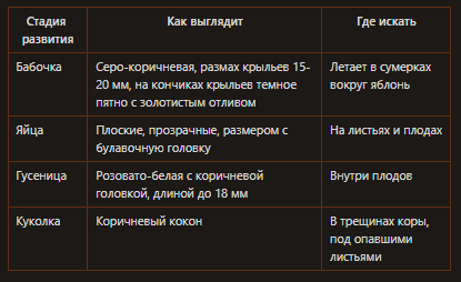 Как распознать плодожорку