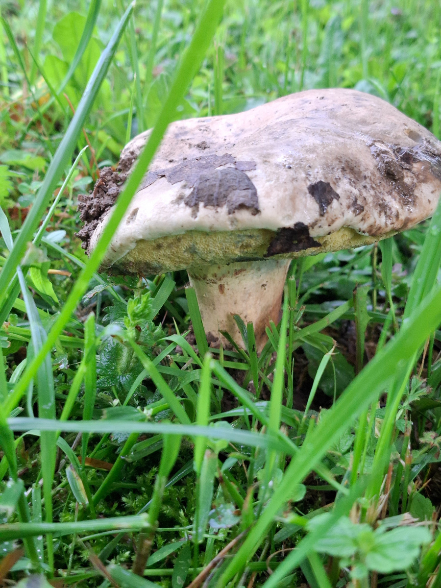 Что за гриб? Пока не возьмёшь в руки, можно ошибиться. Фото автора.