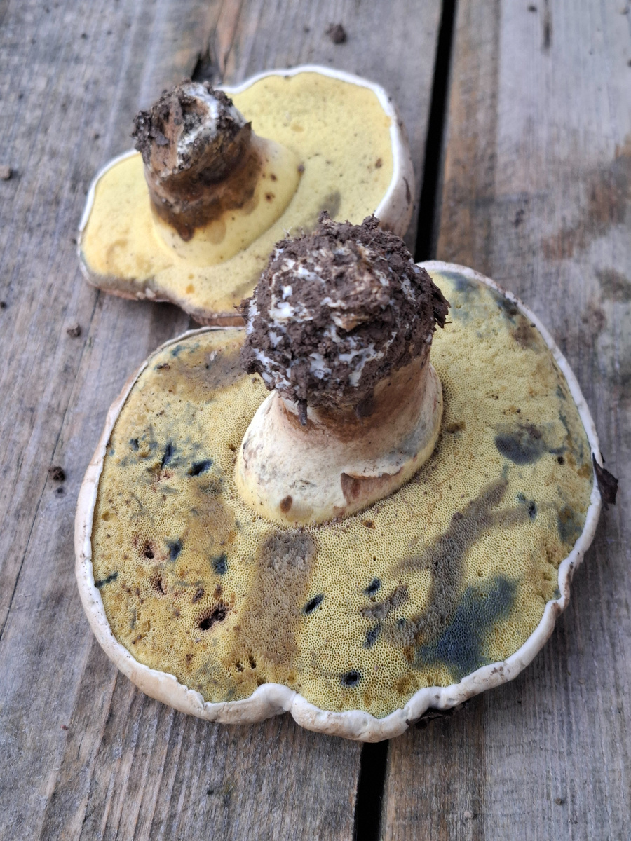 Синяки. Фото автора.