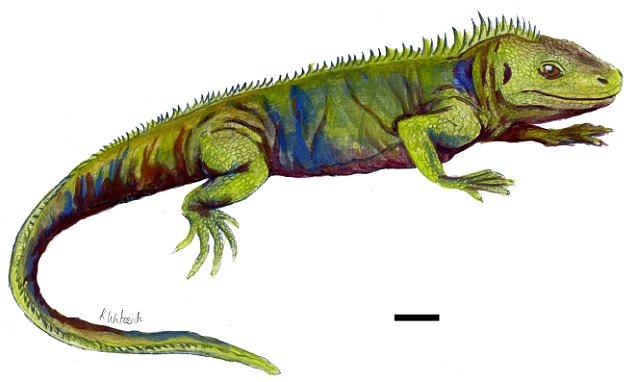 Микроменодон (возможно).
