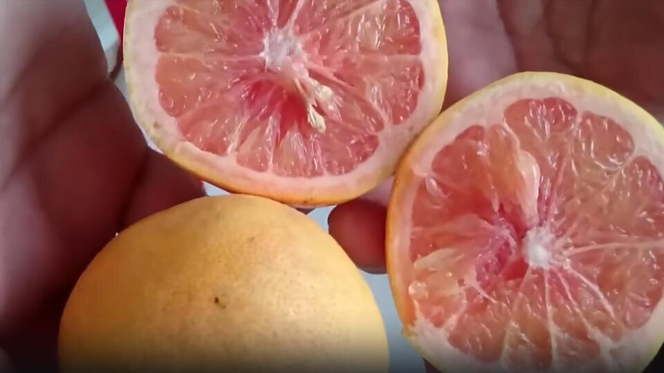 Фото: © Кадр из программы "Невероятно интересные истории", РЕН ТВ