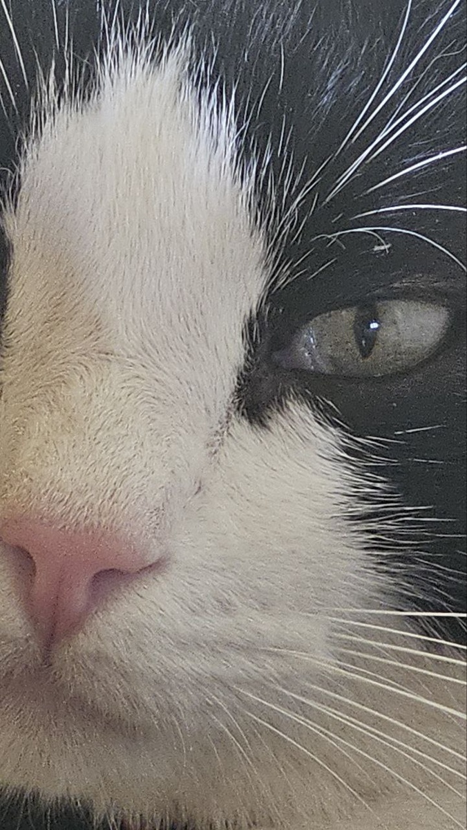 третье веко у кота