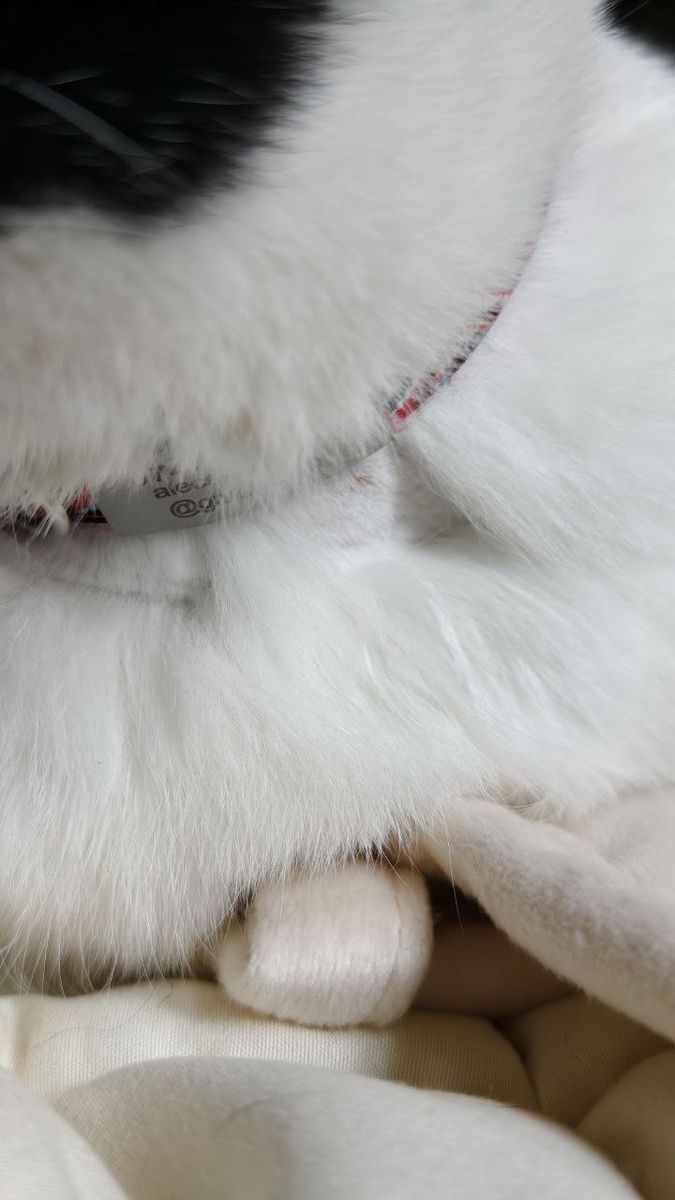 выбритое место на шее, откуда брали кровь