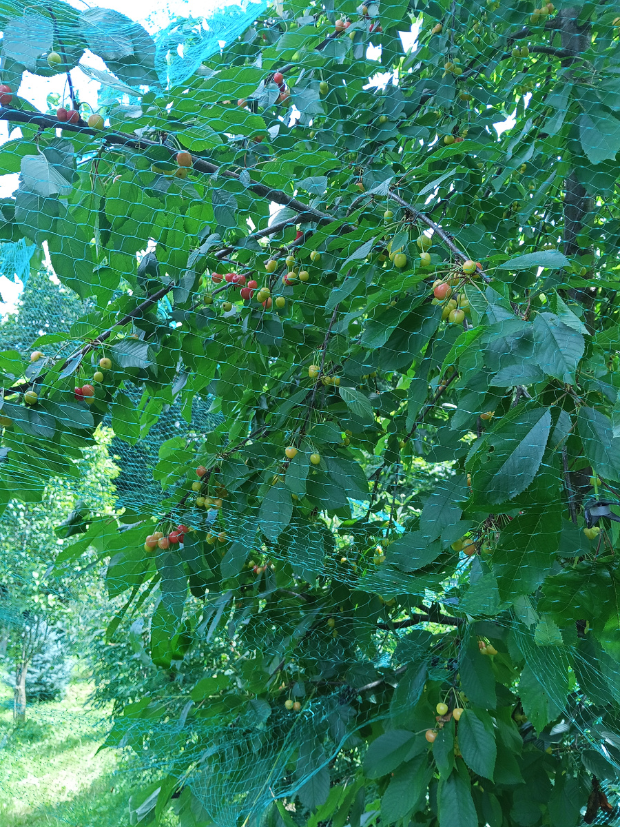 Наконец-то дождались черешни