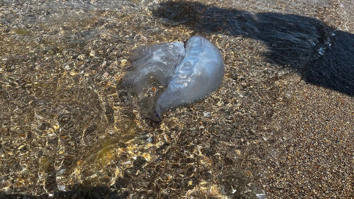    Фото: телеканал «Краснодар»