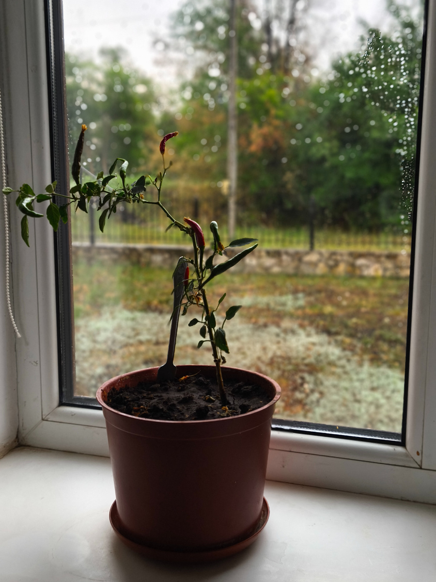 Сегодня прошёл дождик. 