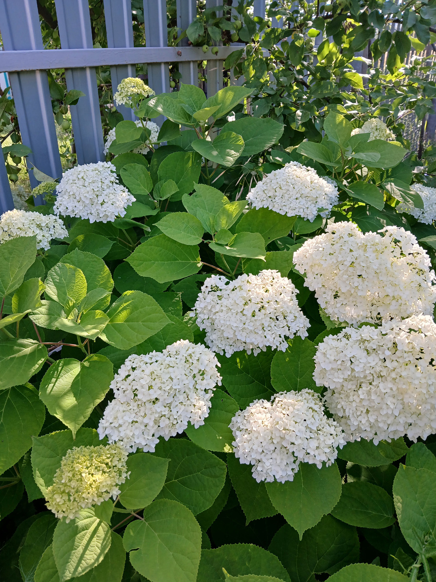 Гортензия в саду. Июль 2025г. Фото моё как и все другие
