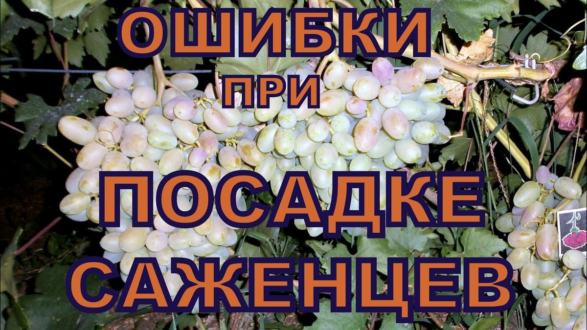 Правильная посадка #винограда-залог успеха и стабильно хороших урожаев, роста и развития куста.Некоторые ошибки при высадке #саженцев винограда являются недопустимыми!!! Как избежать этих серьезных ошибок смотрите #видео!!!                                                                                                                Канал о винограде
