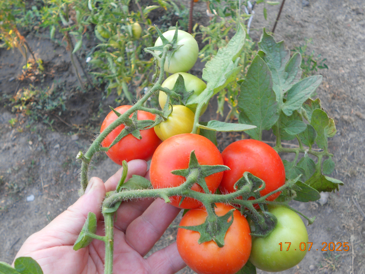 Томат Санька