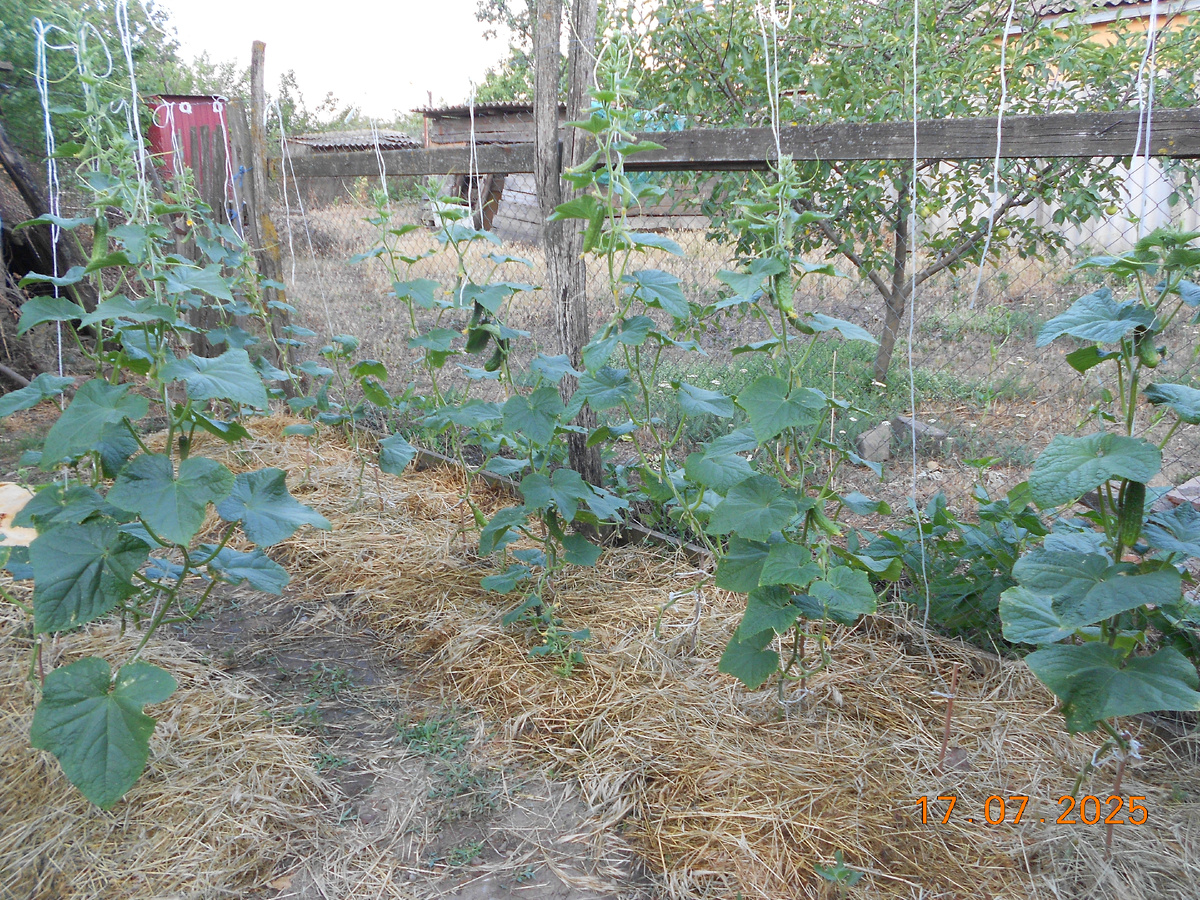 Уложила мульчу под огурцы
