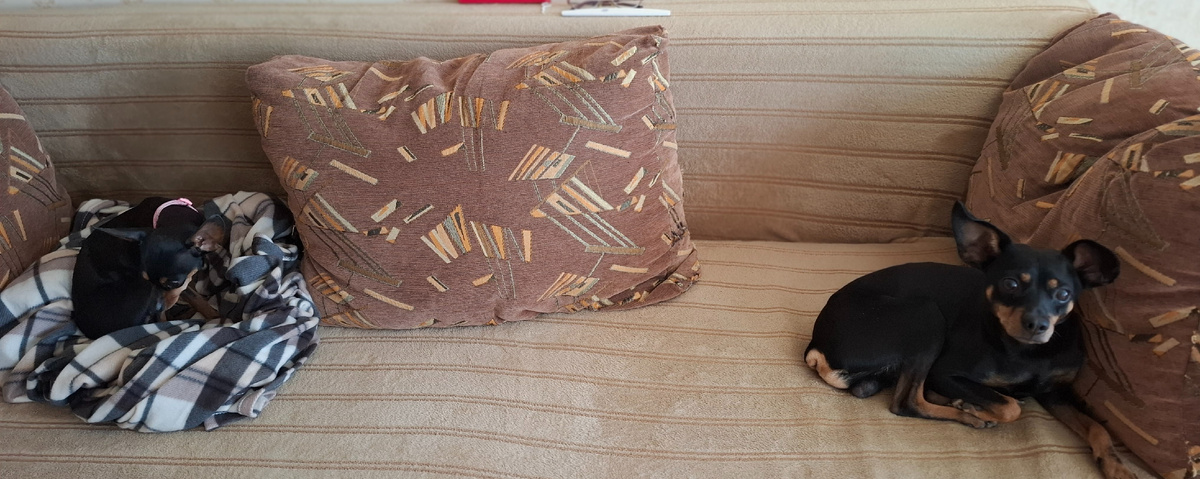 Вот они. Расположились в разных углах дивана.